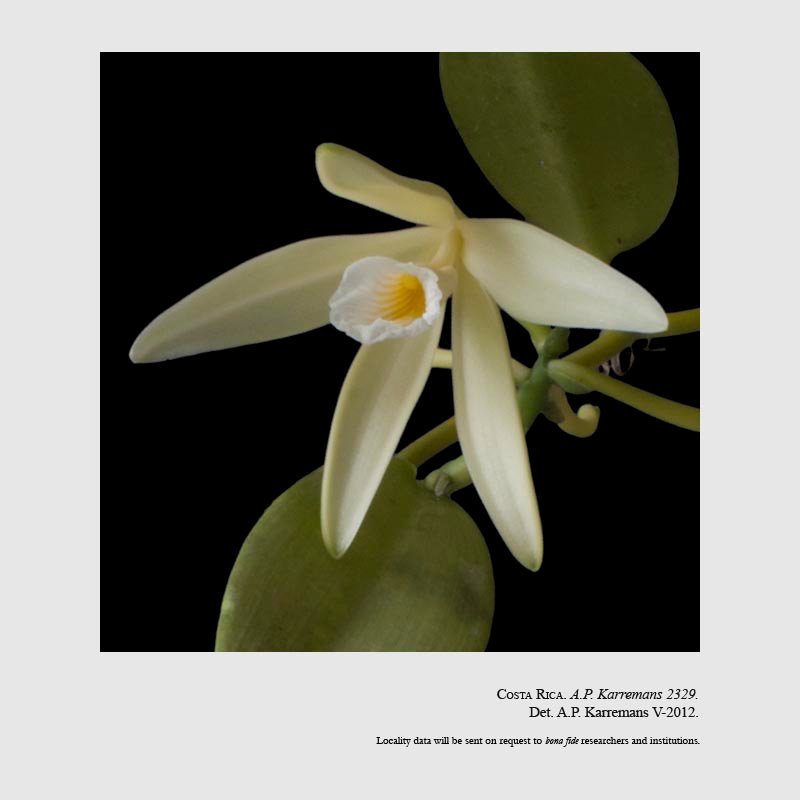 Vanilla dressleri